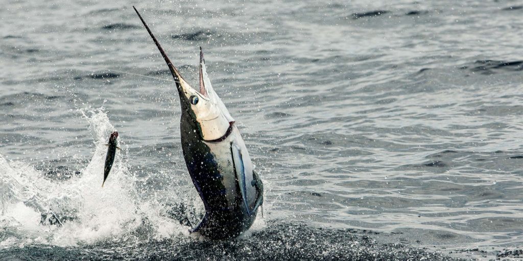 a marlin breaking out of the water