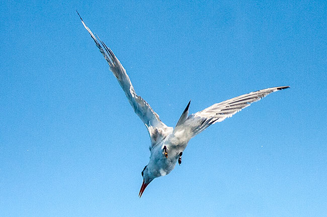 free-bird.jpg