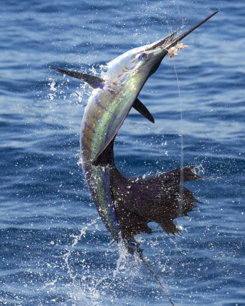 A Pacific sailfish goes airborne behind *Rum Line* out of Casa Vieja Lodge in Guatemala.