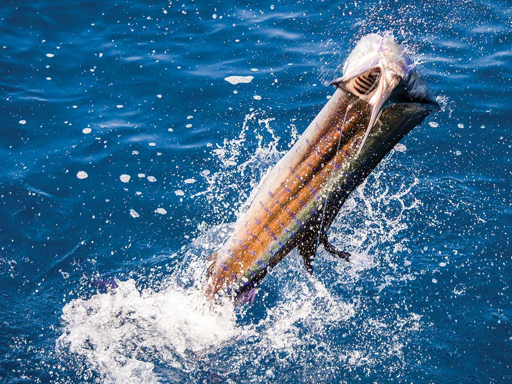 giant marlin leaping from water