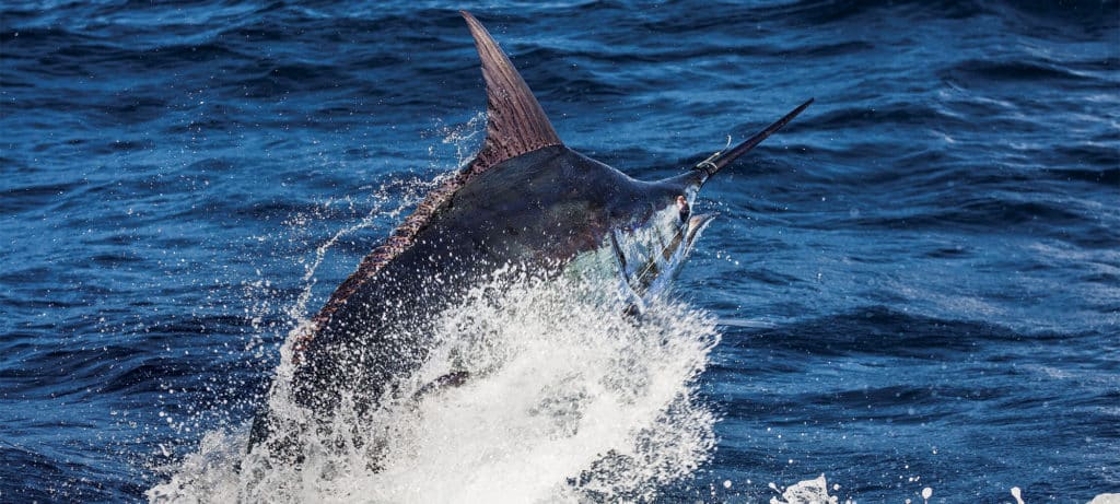 giant marlin leaping from water