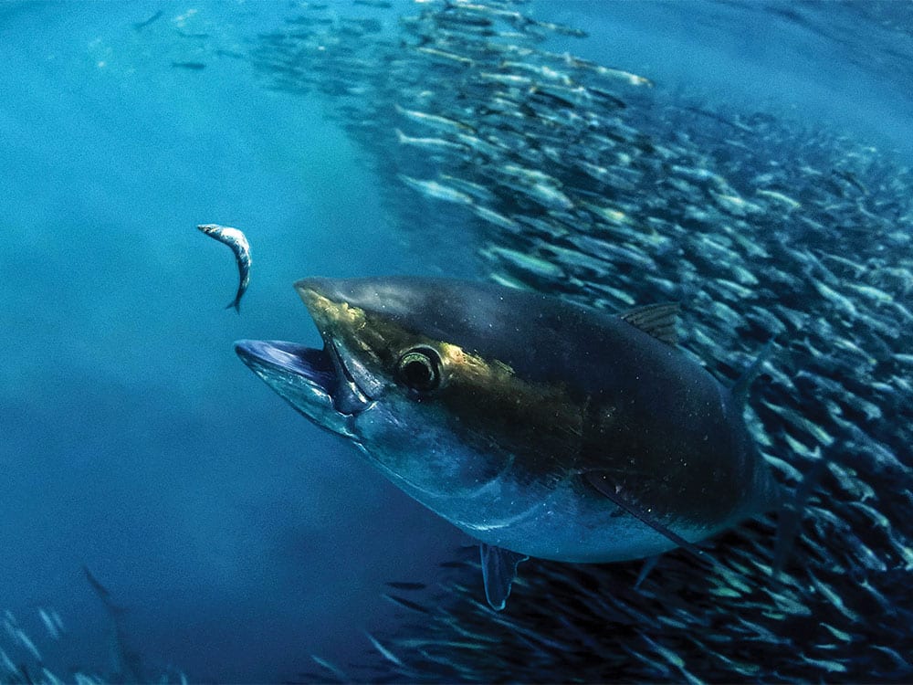 giant tuna in a bait ball