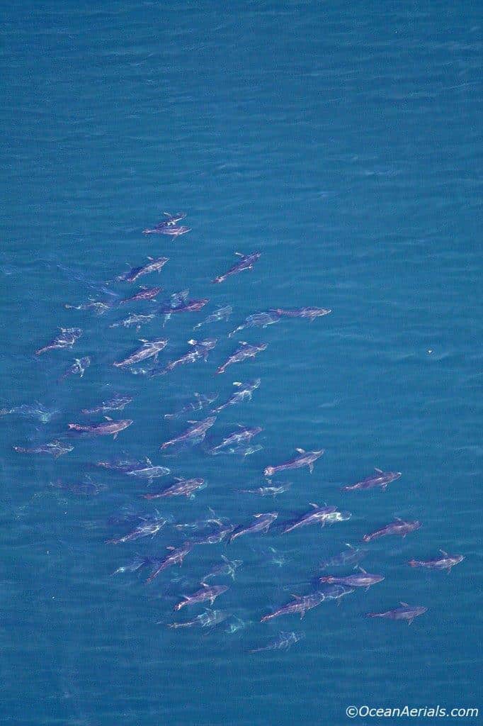 Aerial Tuna Photography