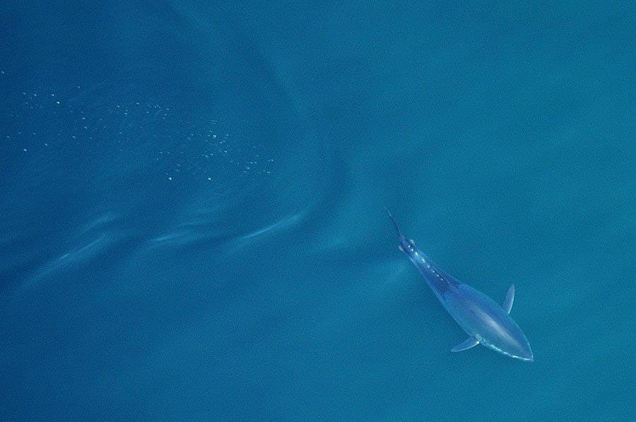 Aerial Tuna Photography