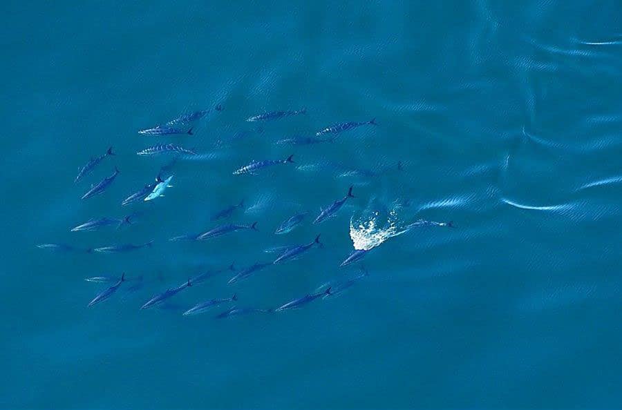 Aerial Tuna Photography