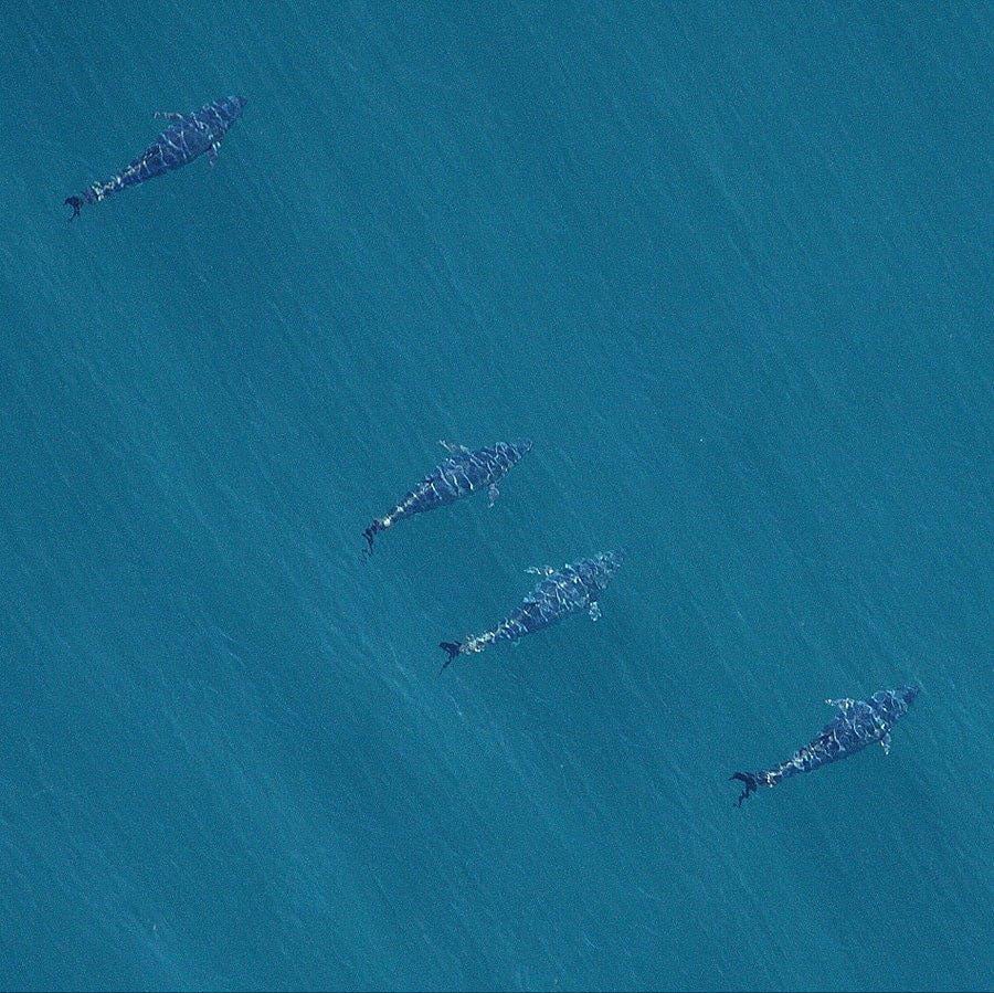 Aerial Tuna Photography