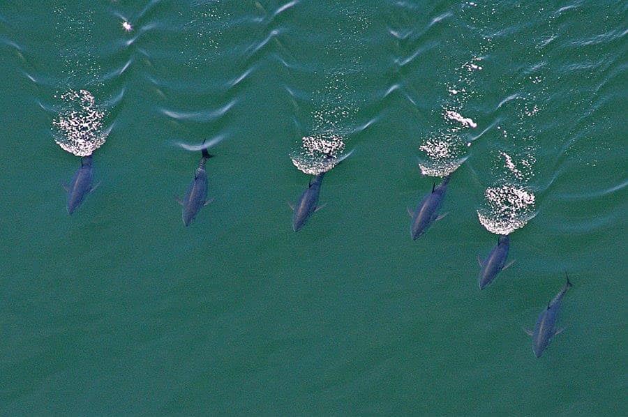 Aerial Tuna Photography