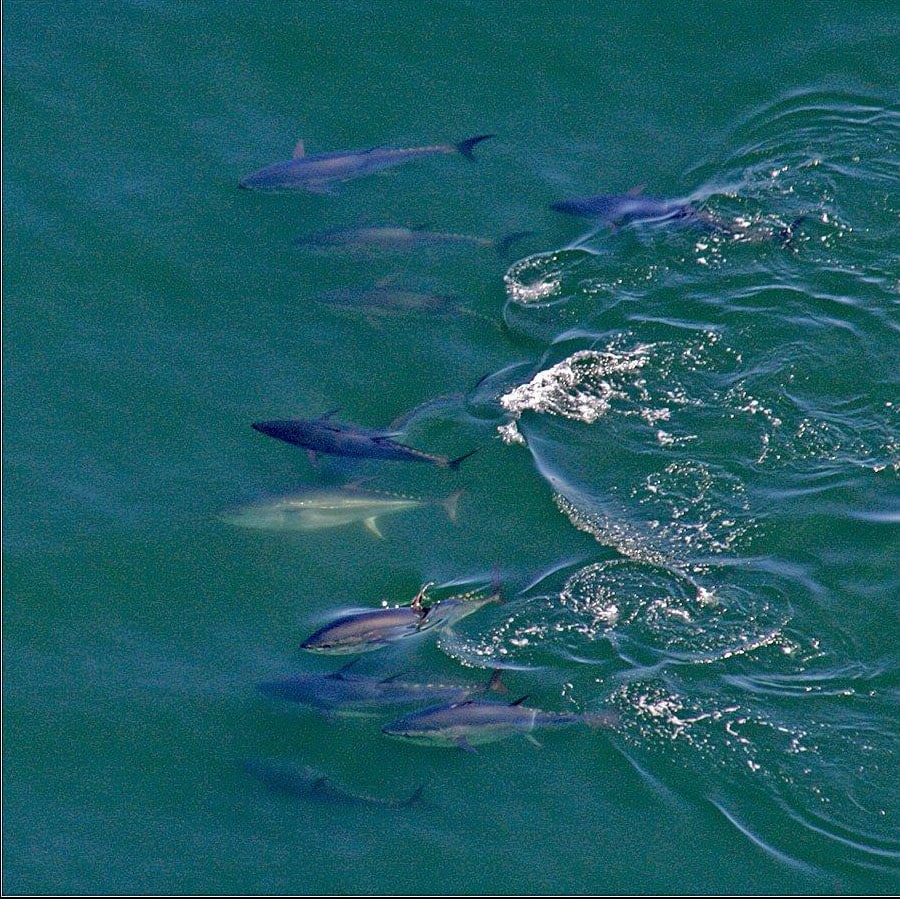 Aerial Tuna Photography