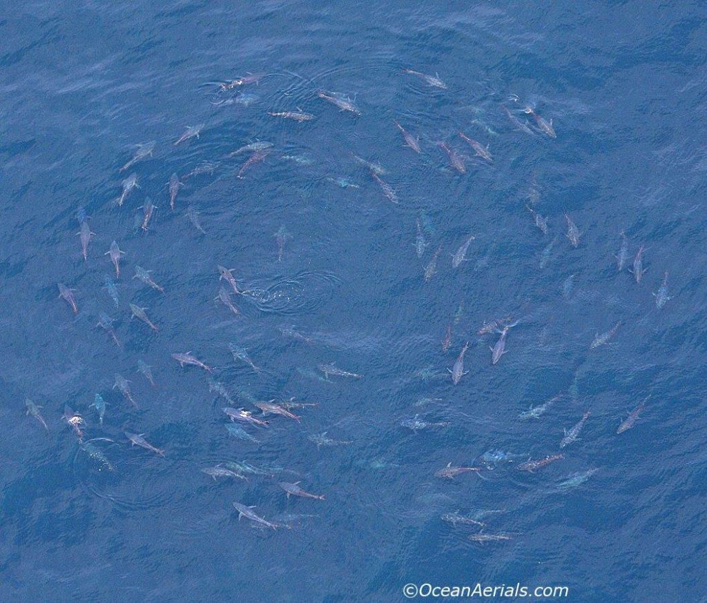 Aerial Tuna Photography