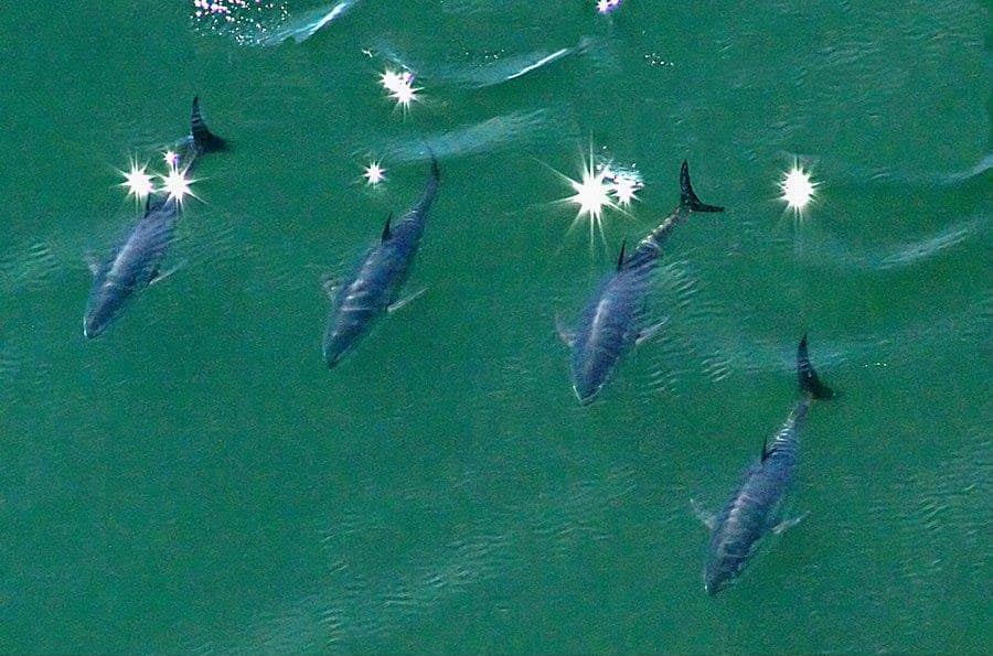 Aerial Tuna Photography