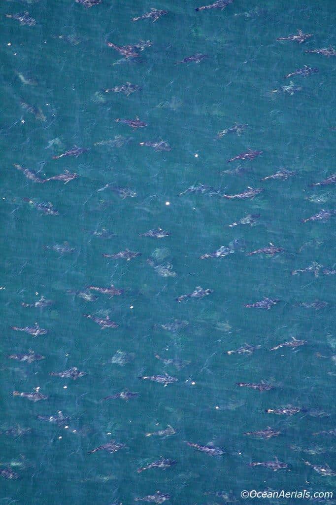 Aerial Tuna Photography