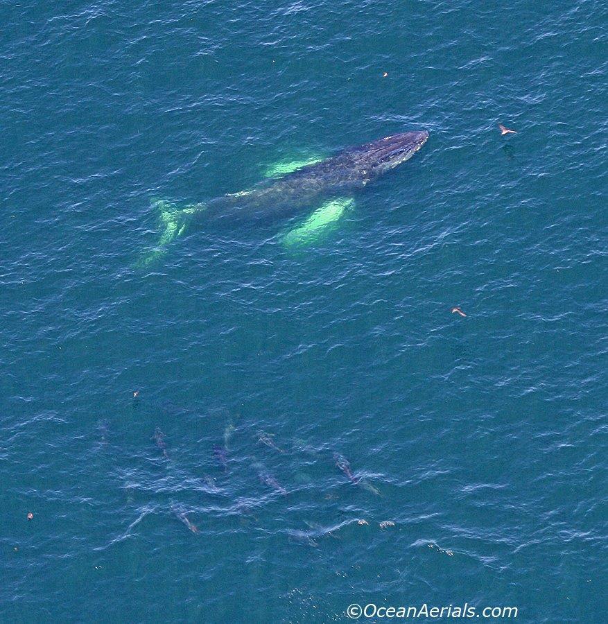 Aerial Tuna Photography