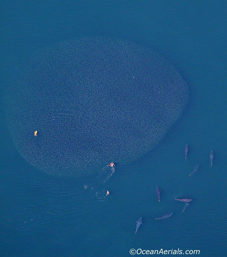 Aerial Tuna Photography