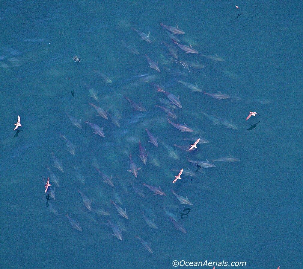 Aerial Tuna Photography