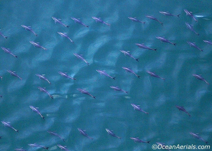 Aerial Tuna Photography