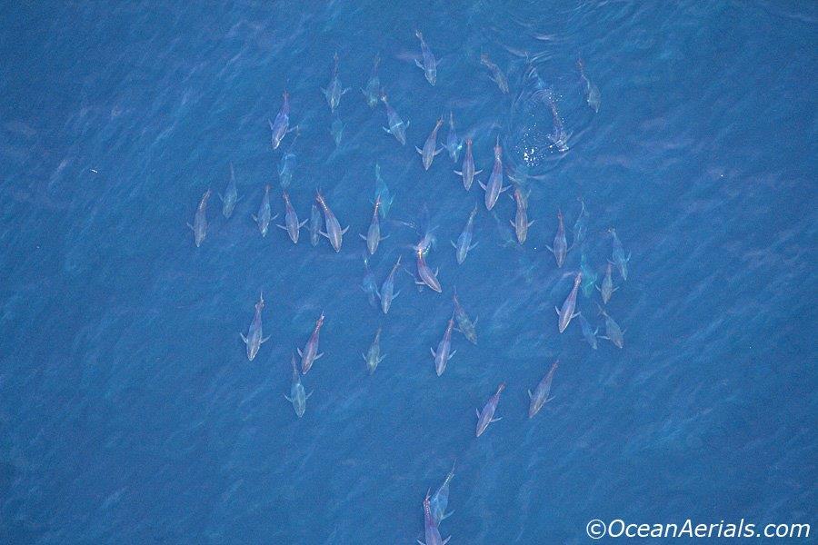 Aerial Tuna Photography