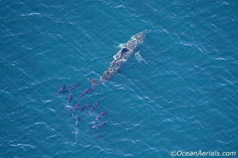 Aerial Tuna Photography