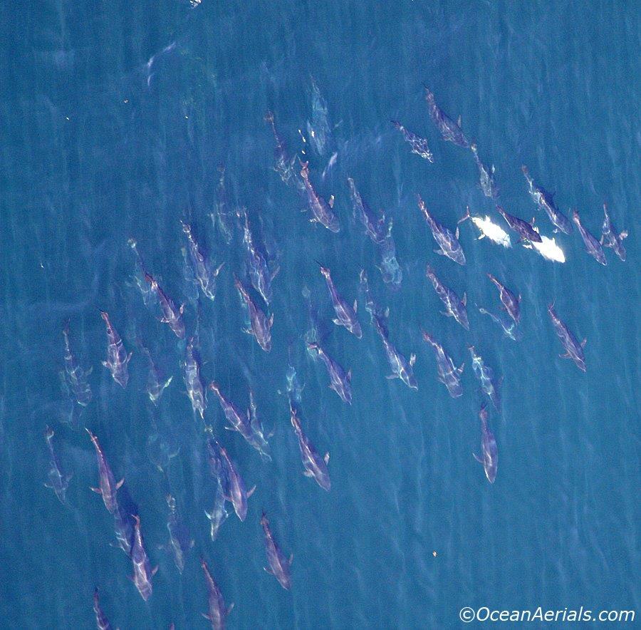 Aerial Tuna Photography