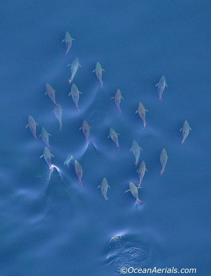 Aerial Tuna Photography