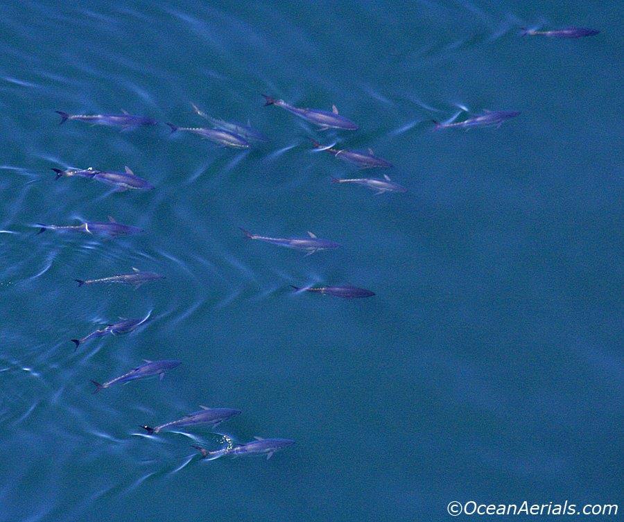 Aerial Tuna Photography