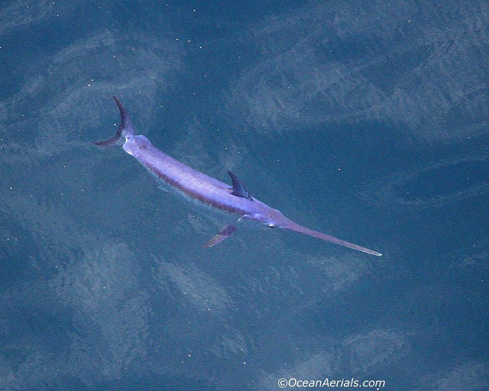 Aerial Tuna Photography