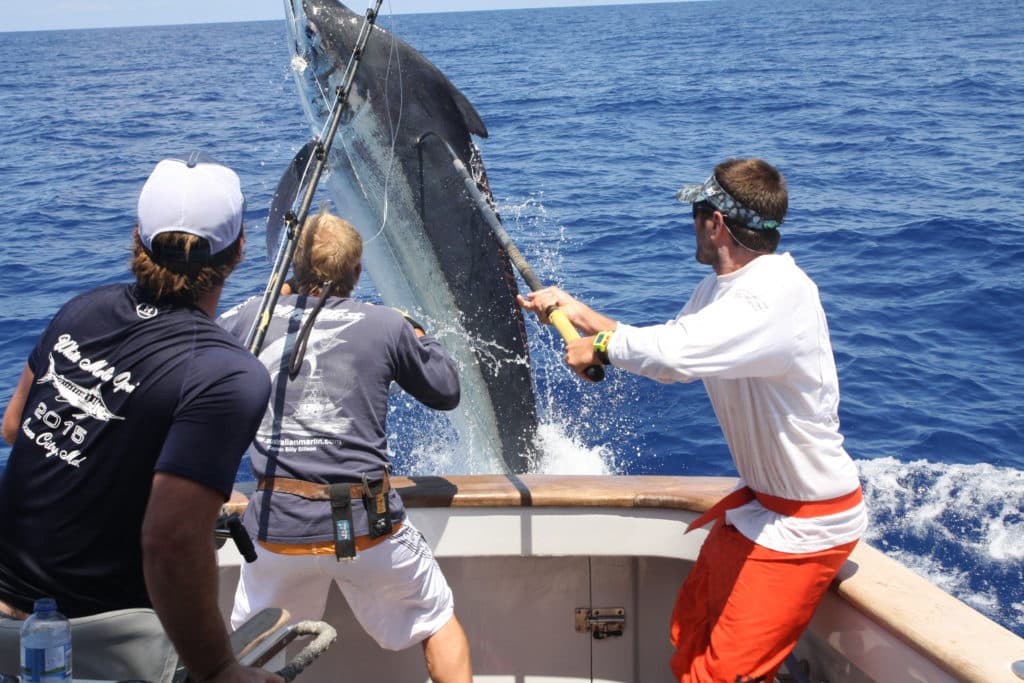 black marlin jumps in Cairns tournament