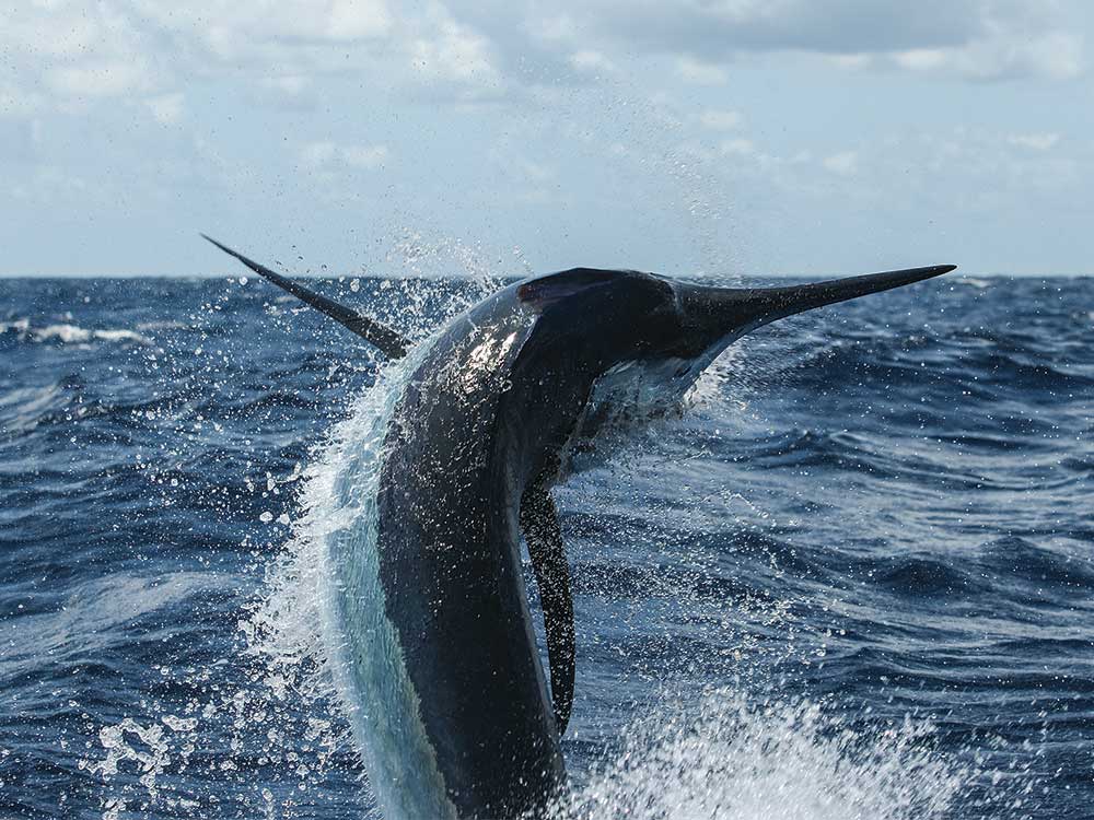 giant black marlin leaping from the water