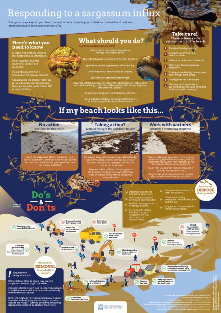 infographic of sargassum influx in caribbean beaches