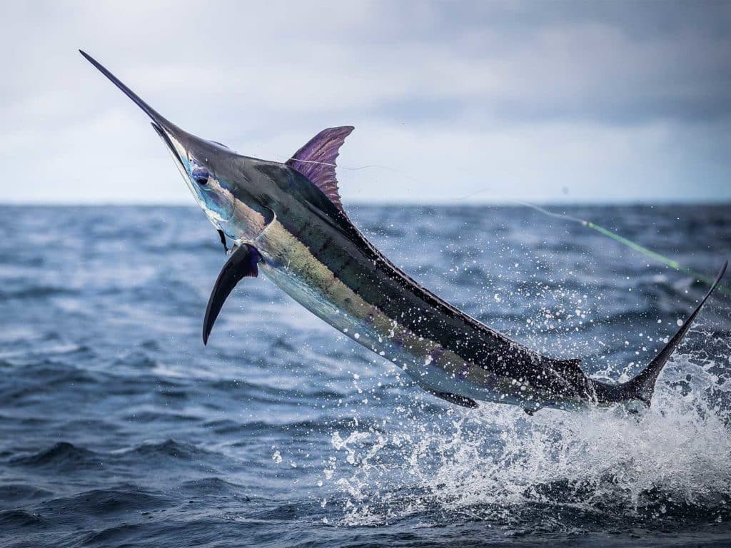 A marlin breaks through the surface of the ocean.