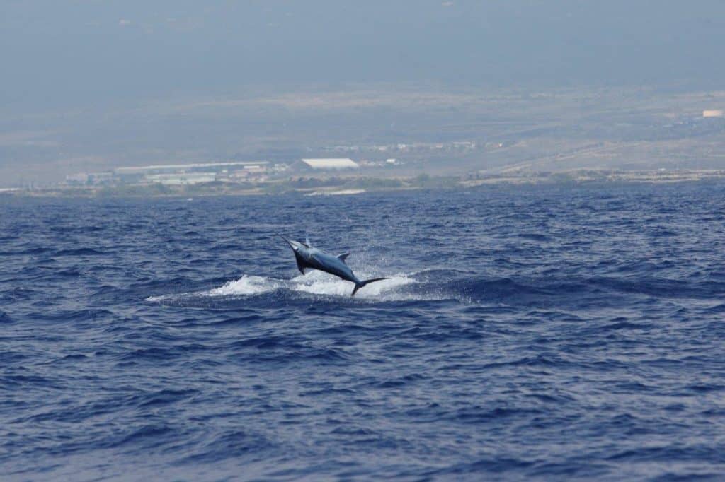2016 Hawaiian International Billfish Tournament blue marlin jumping