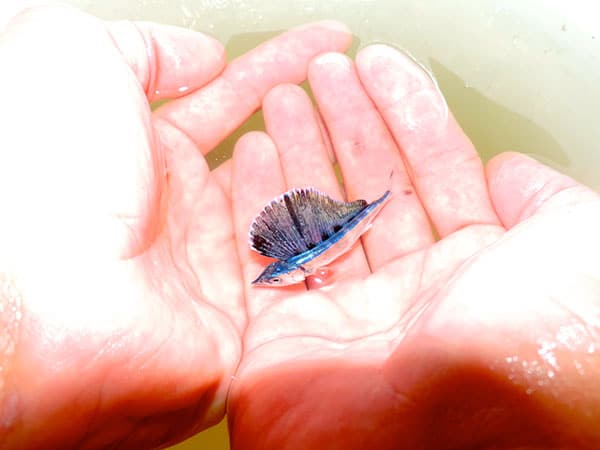 Baby Blue Marlin - 3