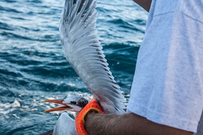 hooked-bird.jpg