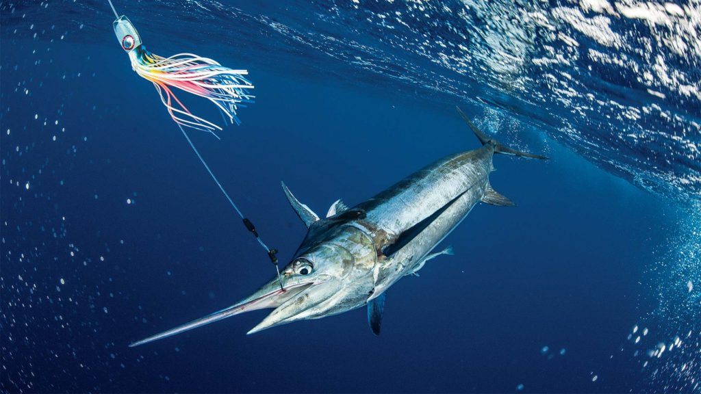 underwater image of blue marlin on the hook