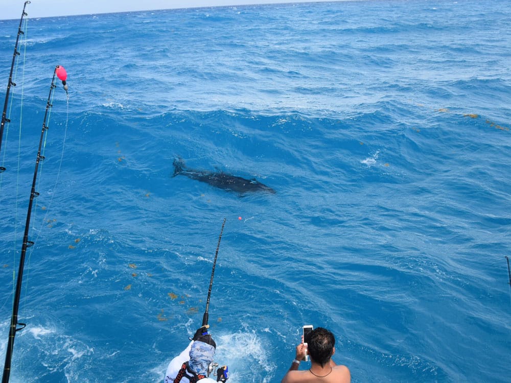 giant bluefin tuna hooked off south florida miami