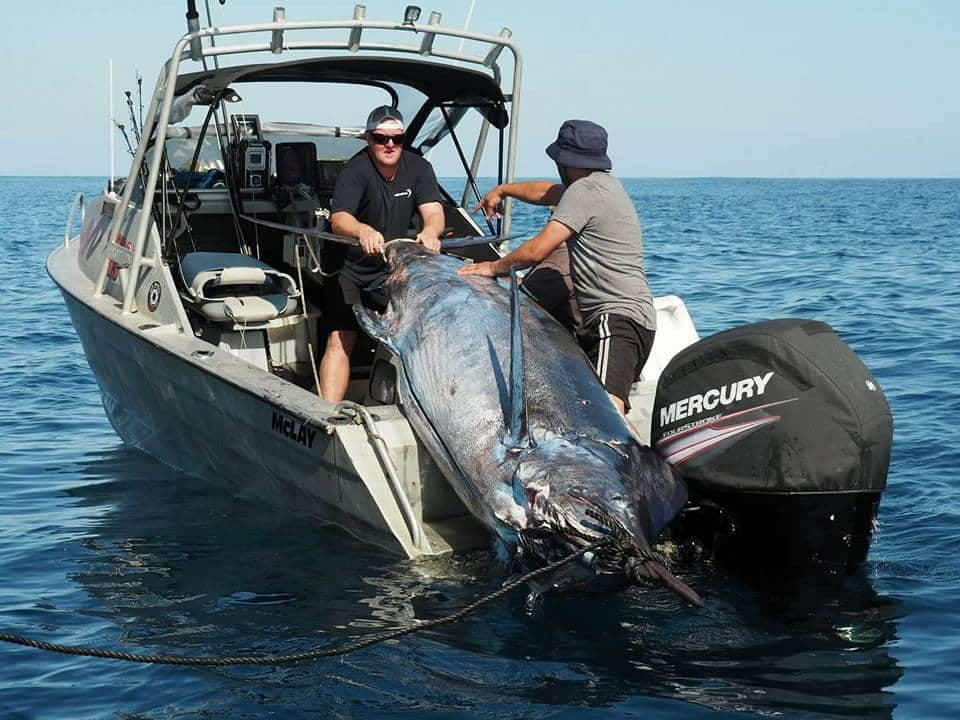 1,000-Pound Blue Marlin of 2017 | Marlin