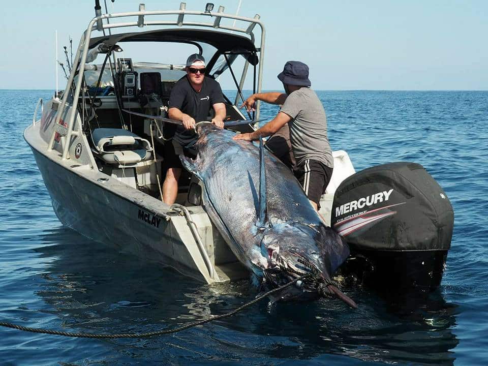 1,000-Pound Blue Marlin of 2017
