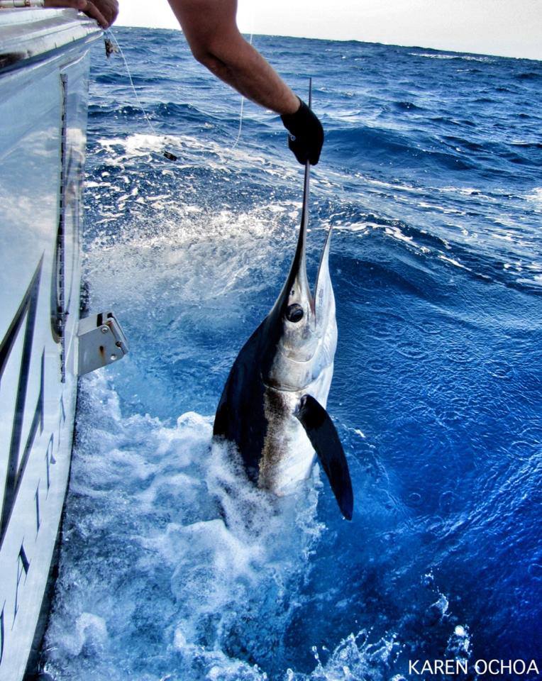 sailfish photo