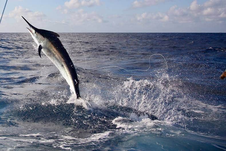 black marlin jumping pictures