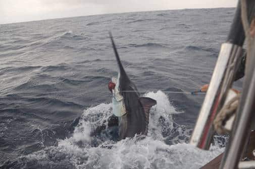 black marlin in Australia