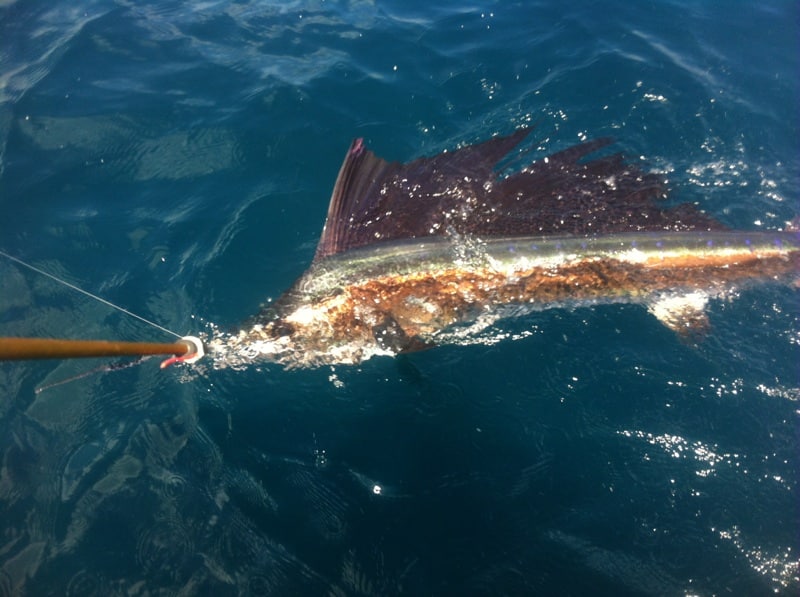 Sailfish Tagged