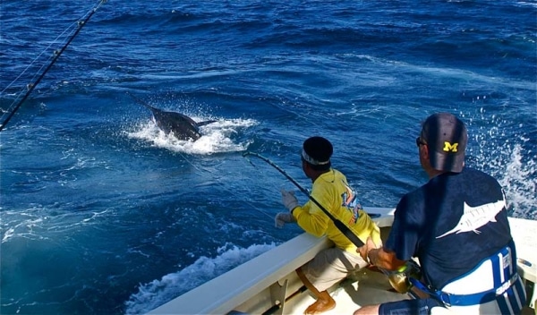 marlin fishing photo