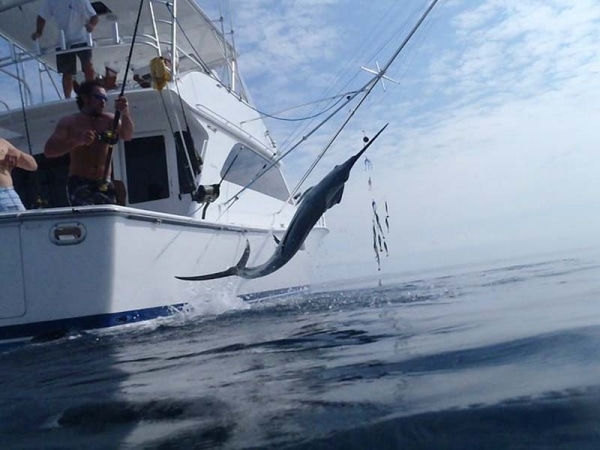sailfish photo