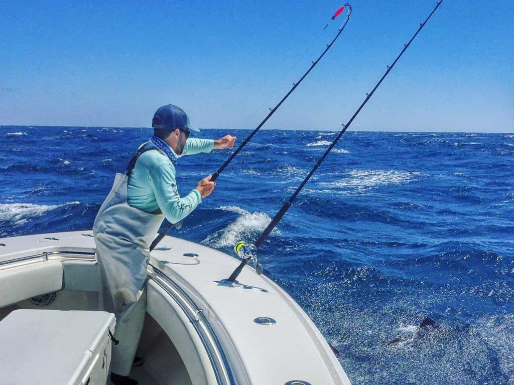 releasing sailfish offshore