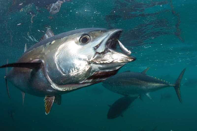 Spain fishing
