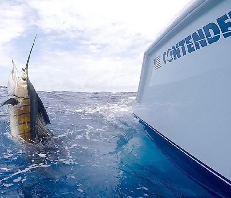 Jimmy Johnson's National Billfish Championship sailfish contender