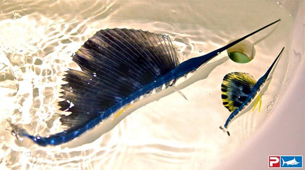 Baby sailfish picture