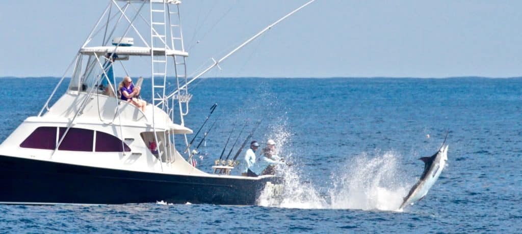 guatemala billfish marlin sailfish