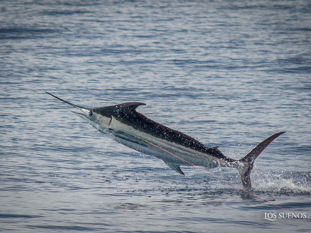 2018 los suenos signature triple crown leg one