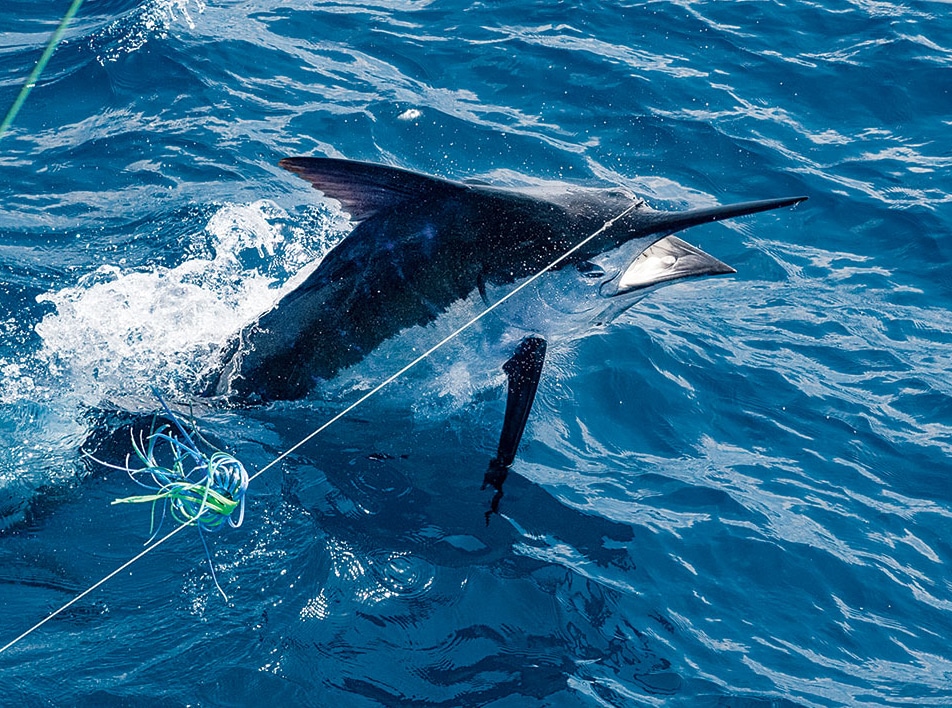 blue marlin jumping with lure
