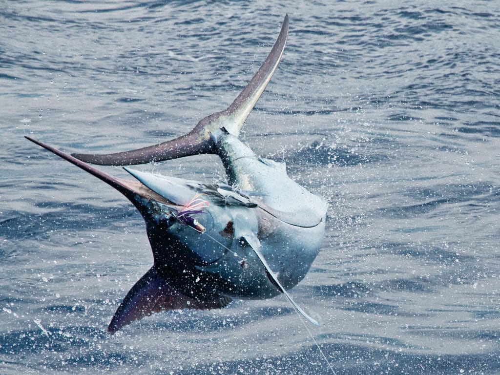 jumping blue marlin